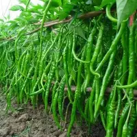 Green Chilli