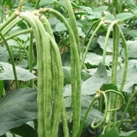 Long Bean