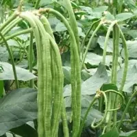 Long Bean