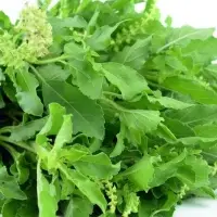 Hot Basil