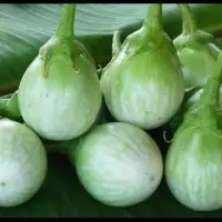 Eggplant