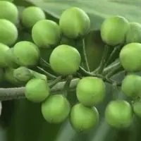 Peaeggplant