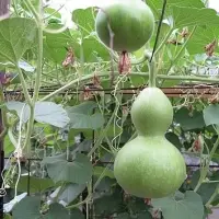 Botte Gourd
