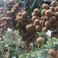 Fresh Longan