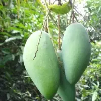 Fresh Green Mango