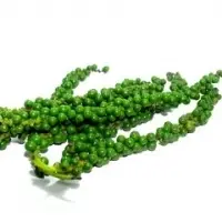 Green Pepper