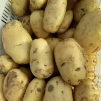 Fresh Potato