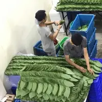 Betel Leave