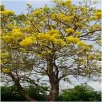 Yellow Pridiyathorn