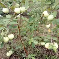 Fresh Guava