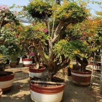 Bougainvillea Flower