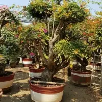 Bougainvillea Flower