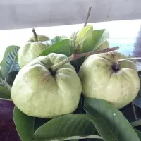 Fresh Guavas