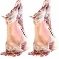Prime Lamb