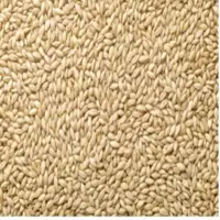 Barley