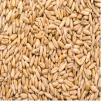 Wheat