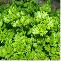 Herbs