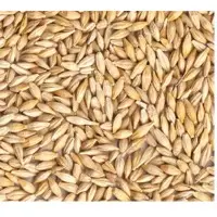 Barley
