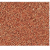 Sorghum Red