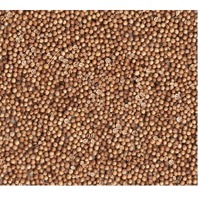 Coriander