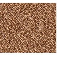 Coriander
