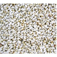Safflower
