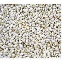 Safflower