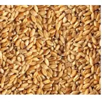 Wheat