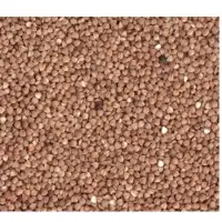 Buckwheat Roasted Kernel