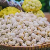 Garlic