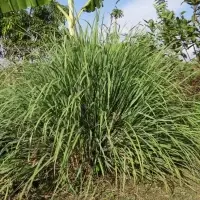 Lemongrass Oil