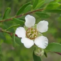 Tea Tree Oil