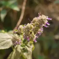 Patchouli Oil
