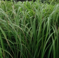 Citronella Oil