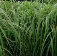 Citronella Oil