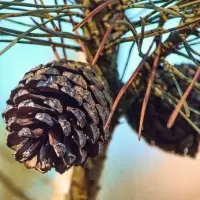 Cedarwood Oil