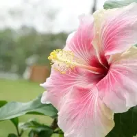 Hibiscus Oil