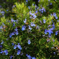 Rosemary Oil