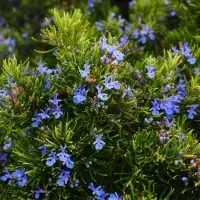 Rosemary Oil