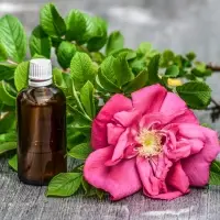 Rose Oil