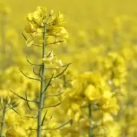 Rapeseed /Canola Oil