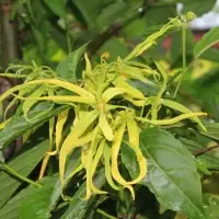 Ylang-Ylang Oil