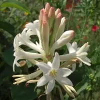Tuberose Absolute Oil