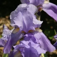Orrisroot Absolute Oil