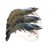 Black Tiger Shrimp