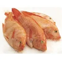 Red Tilapia