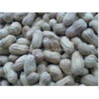 Peanut In Shell