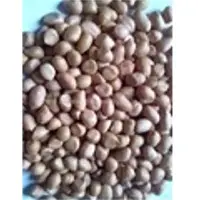 Peanut Kernel