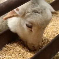 Soybean Or Soybean Meal