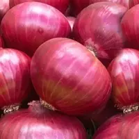 Onion